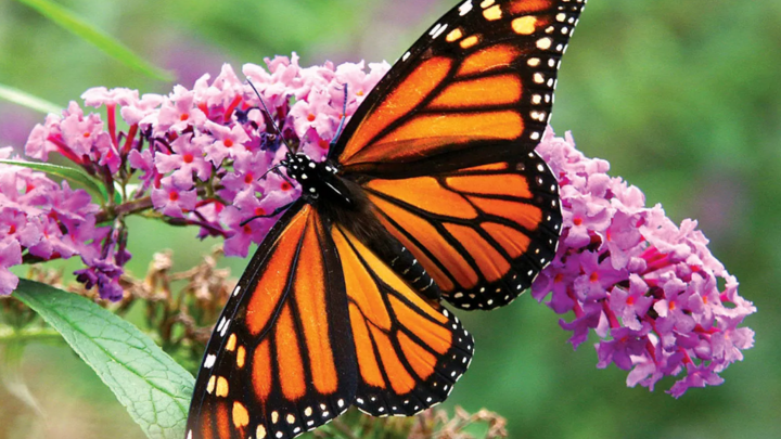 butterfly_experience