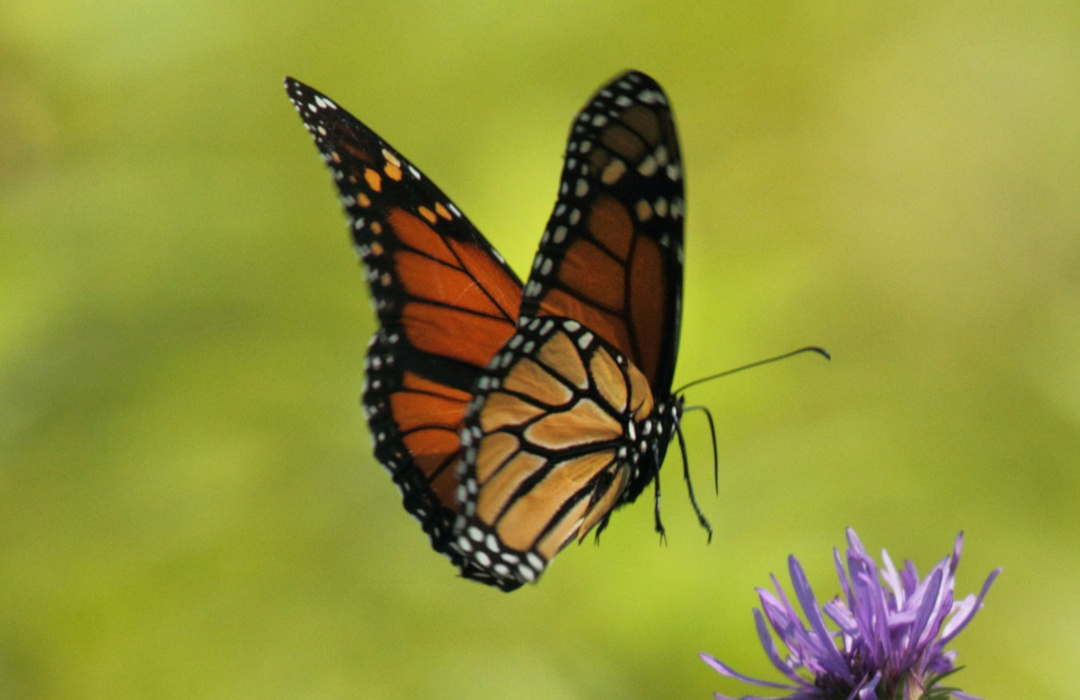 Butterfly Event 1080x700