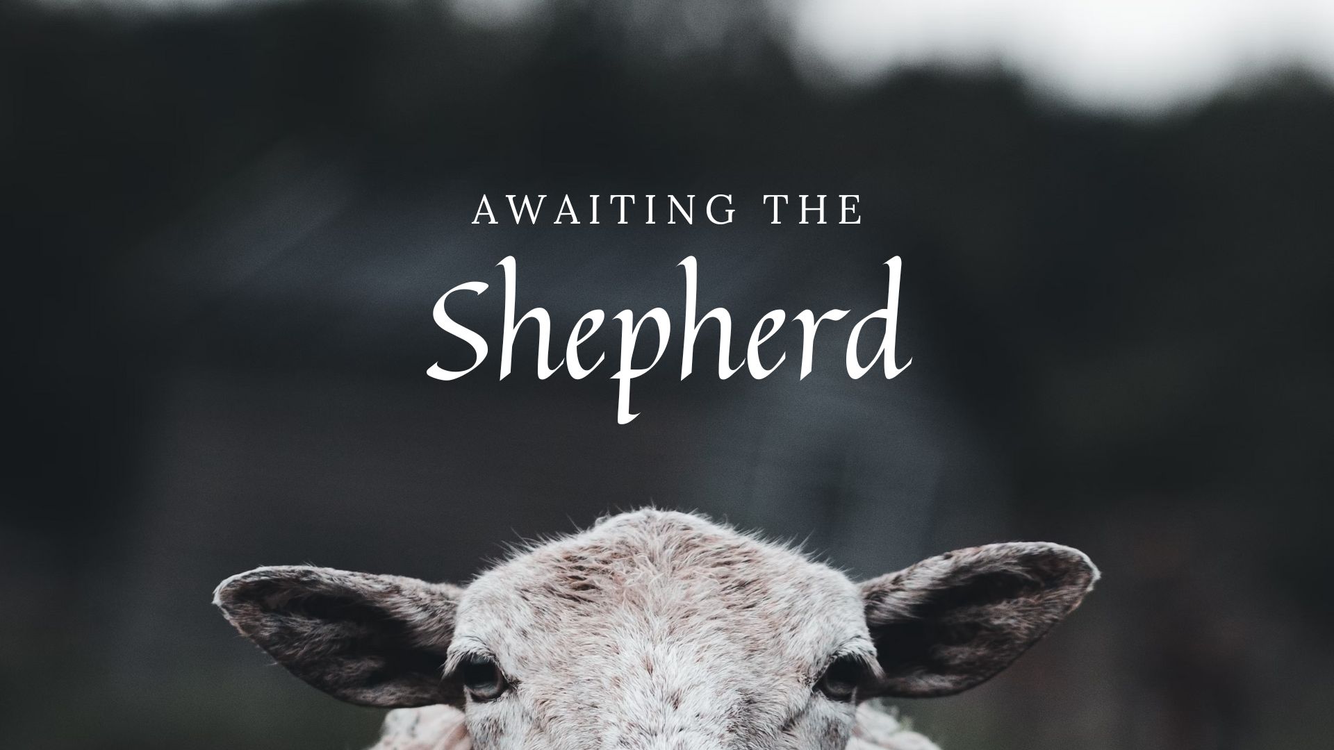 Awaiting the Shepherd banner