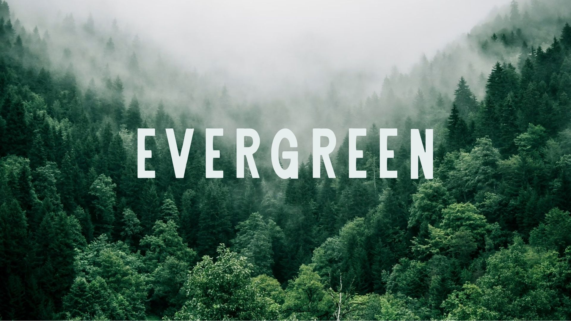 Evergreen banner