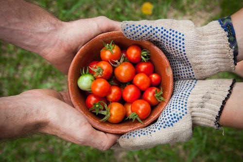 tomatoes image