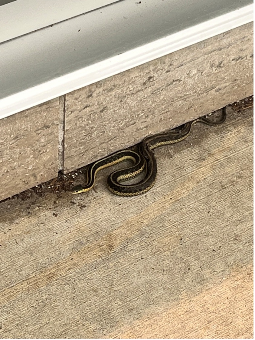 Snakes