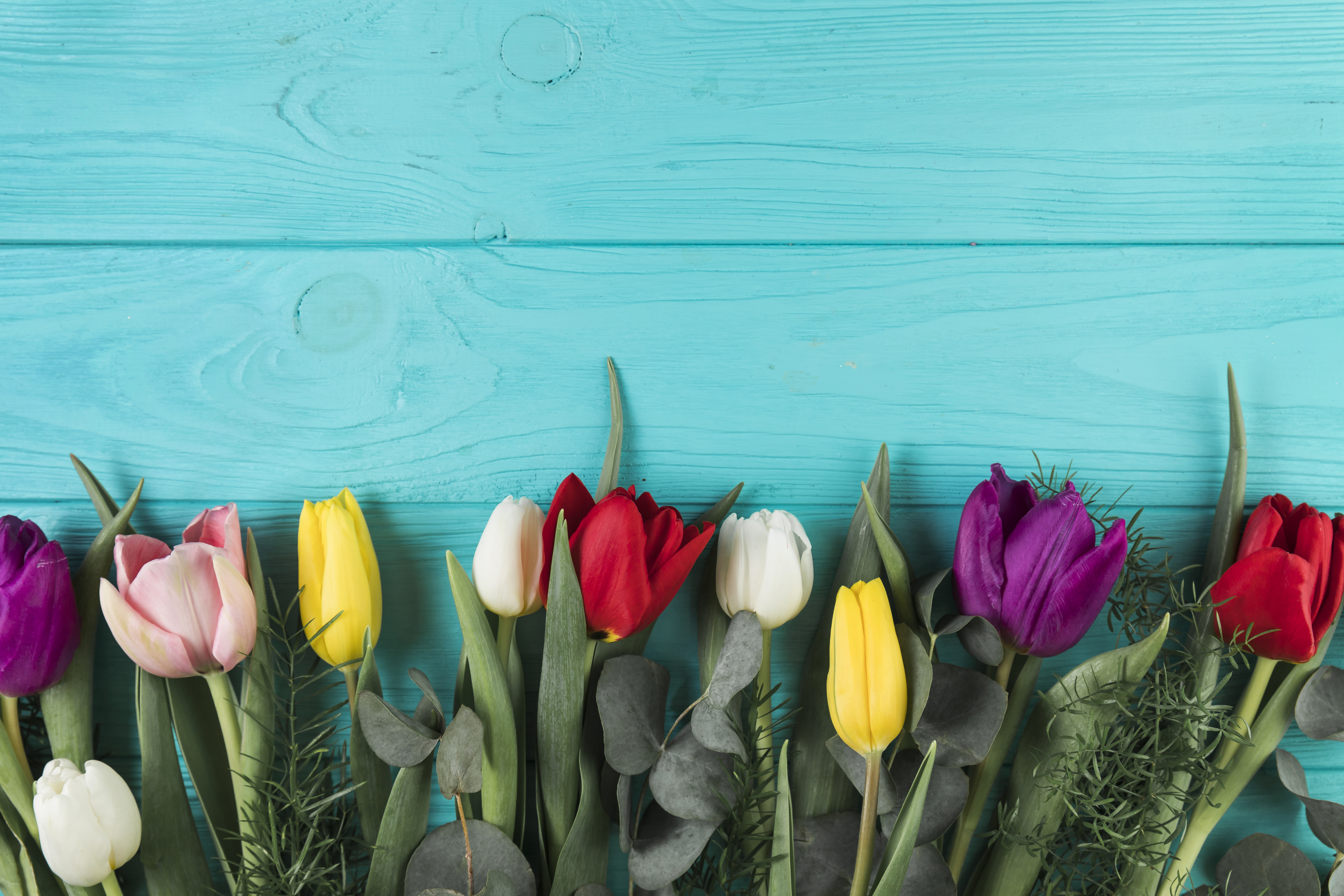 colorful-tulips-with-leaves-turquoise-wooden-background
