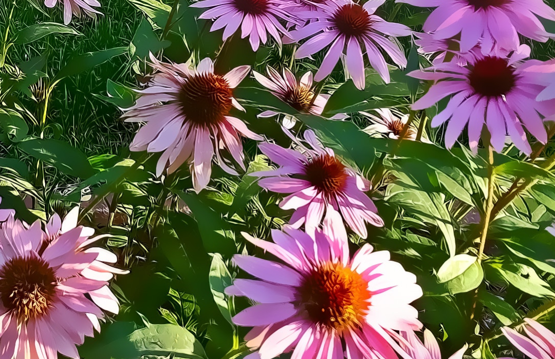 flowers-1080x700 image