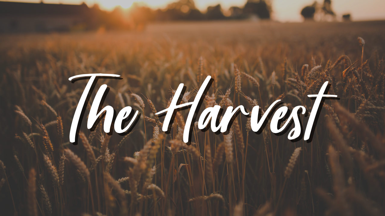 The Harvest banner