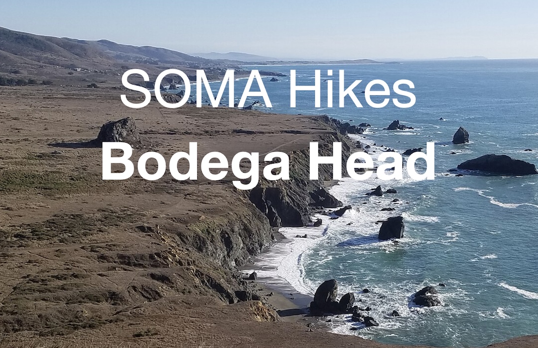 Bodega Head feature image