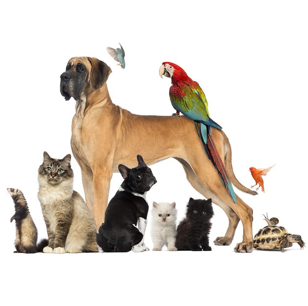 Blessing of Animals cover-fi image