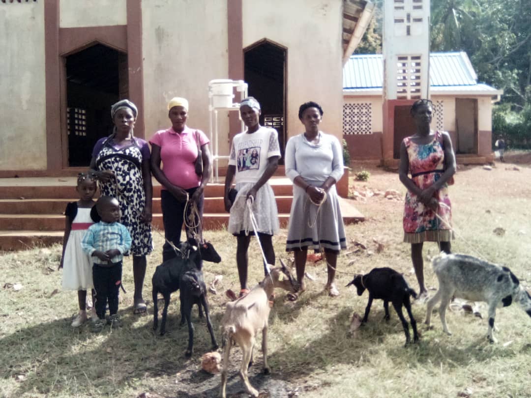 Haiti goats