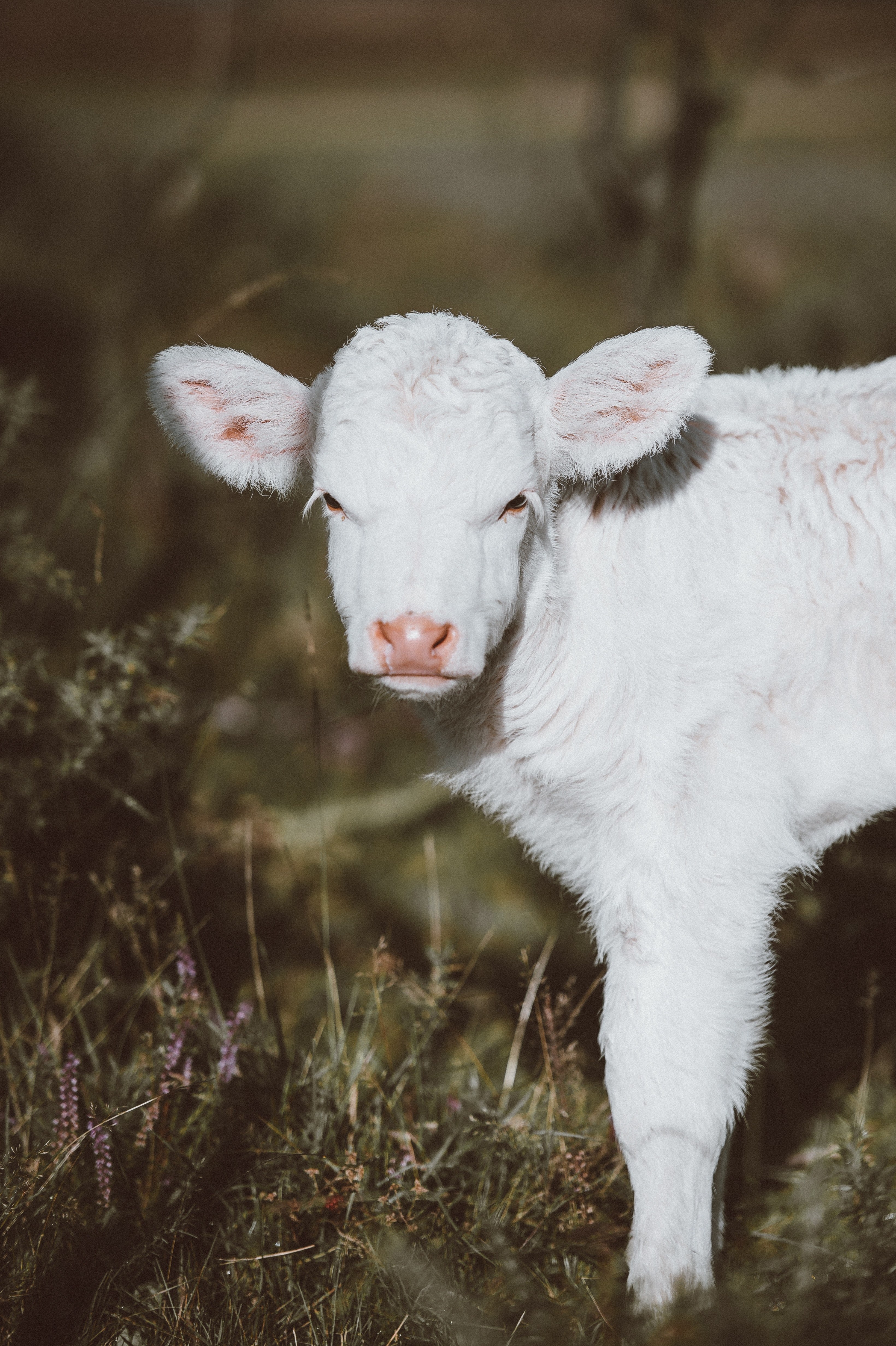 calf