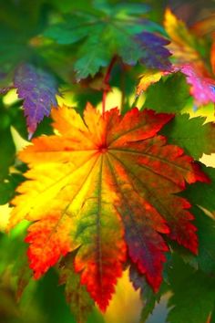 colored leaf