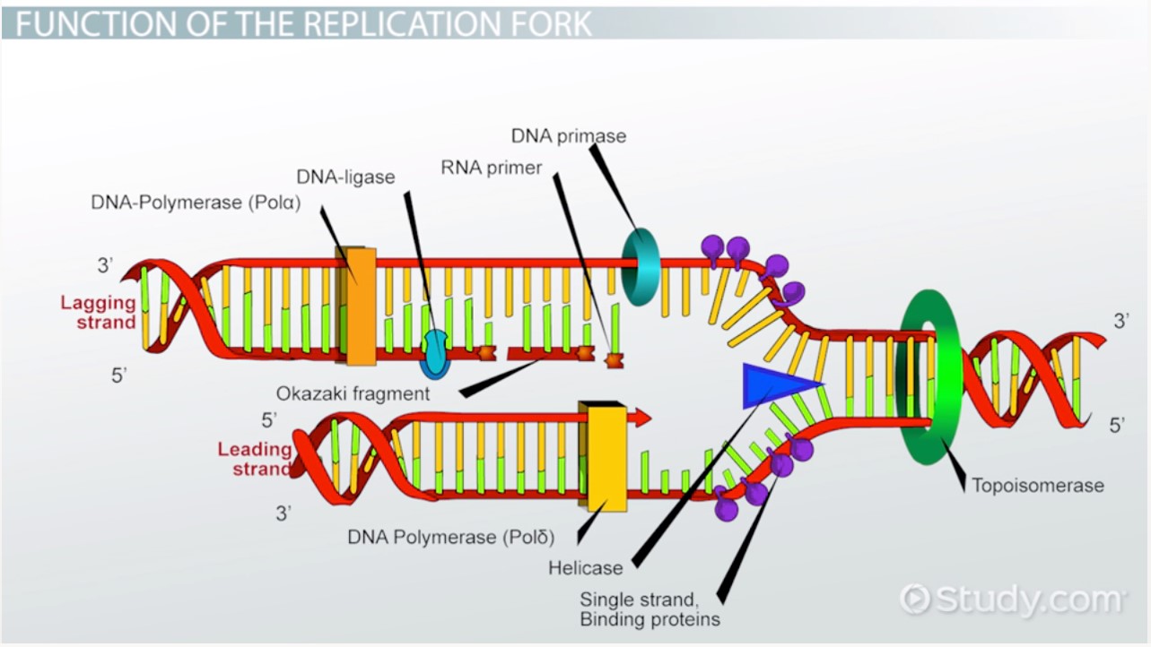 dna