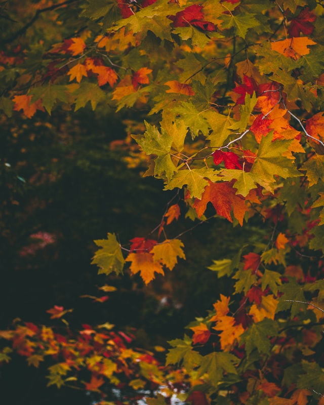 fall leaves5