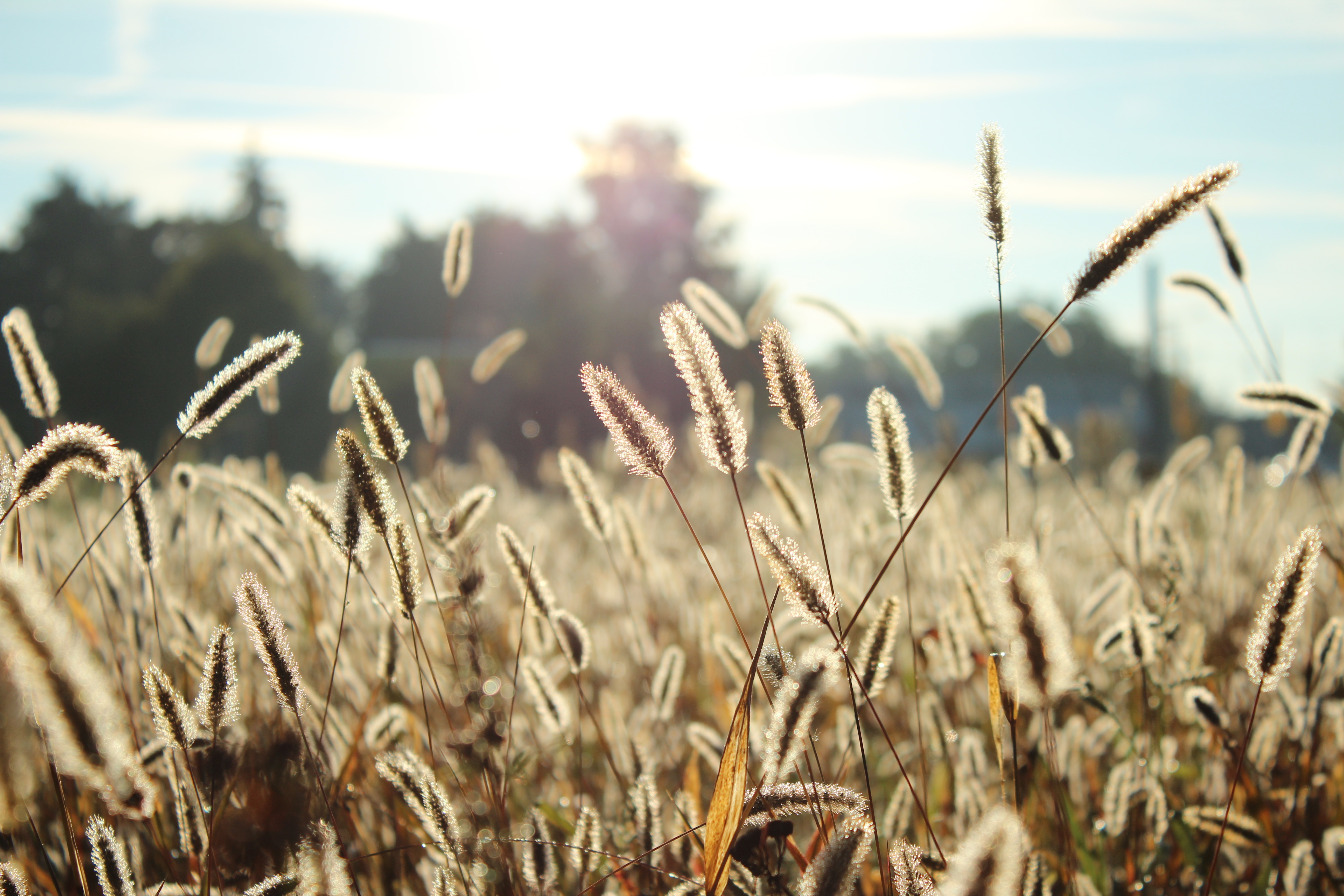 field