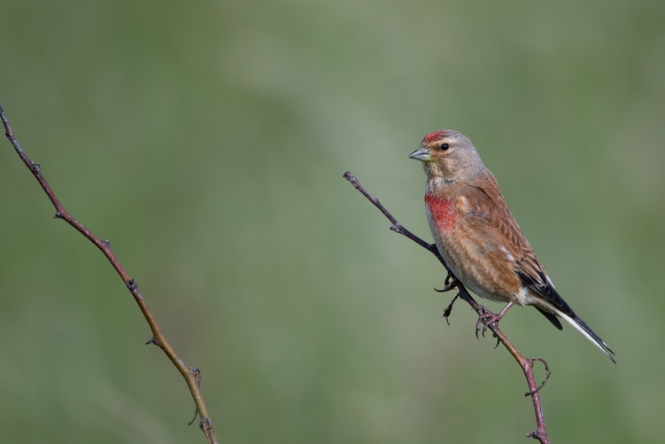 finch