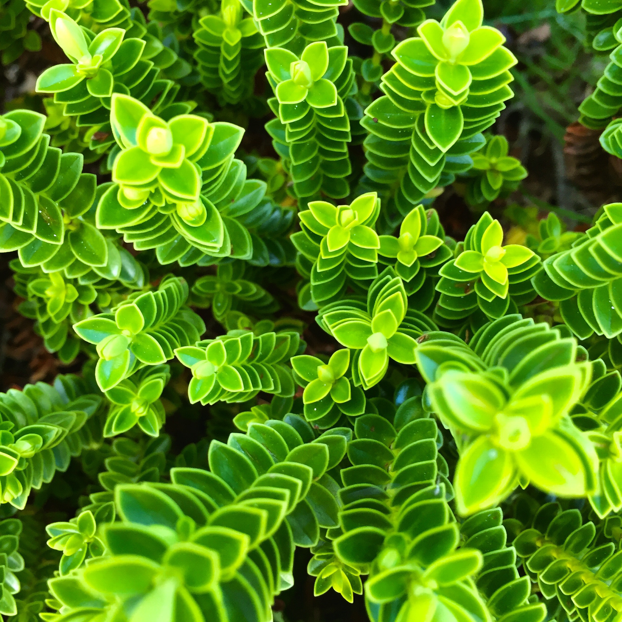 green grow