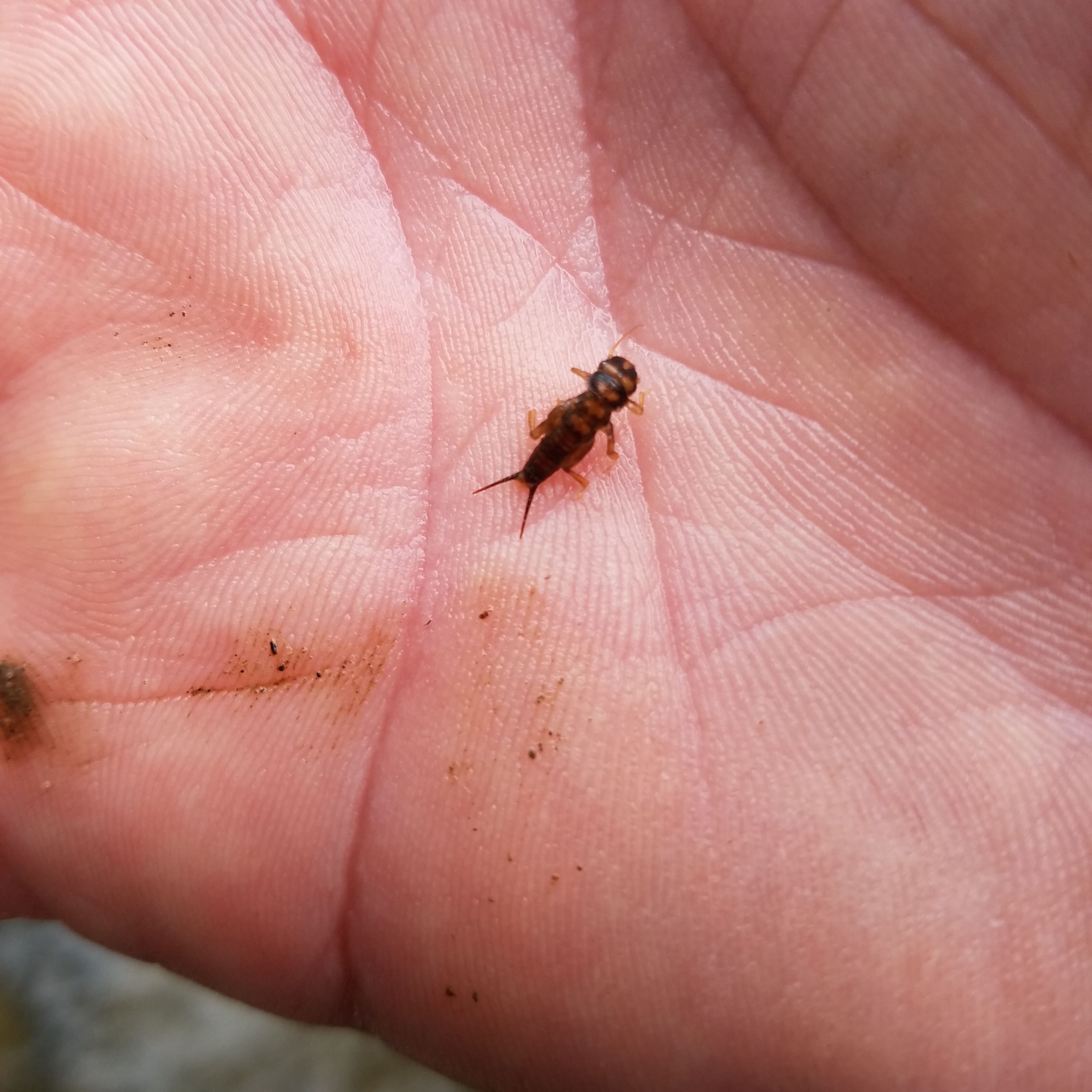 may fly nymph