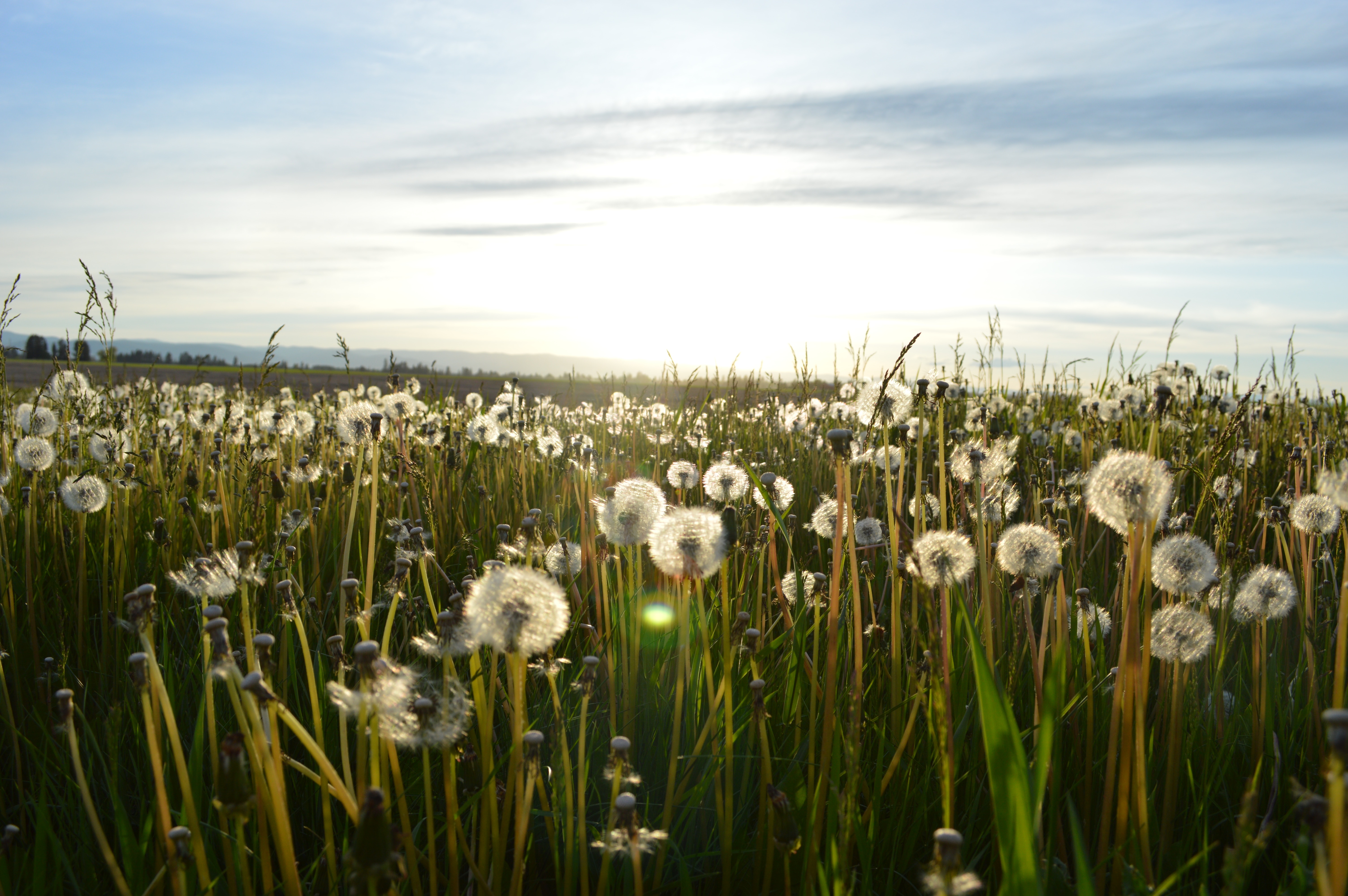 weeds