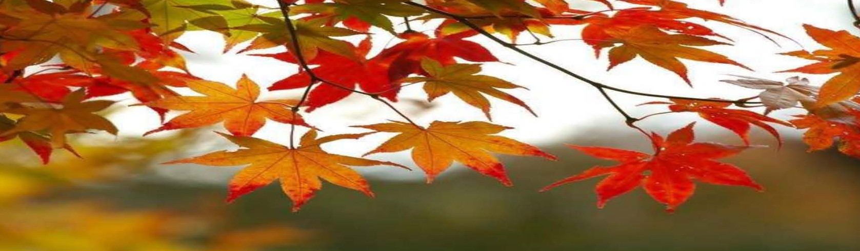 2025 Harvest Dinner Community Poster  image