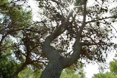 Nature of God