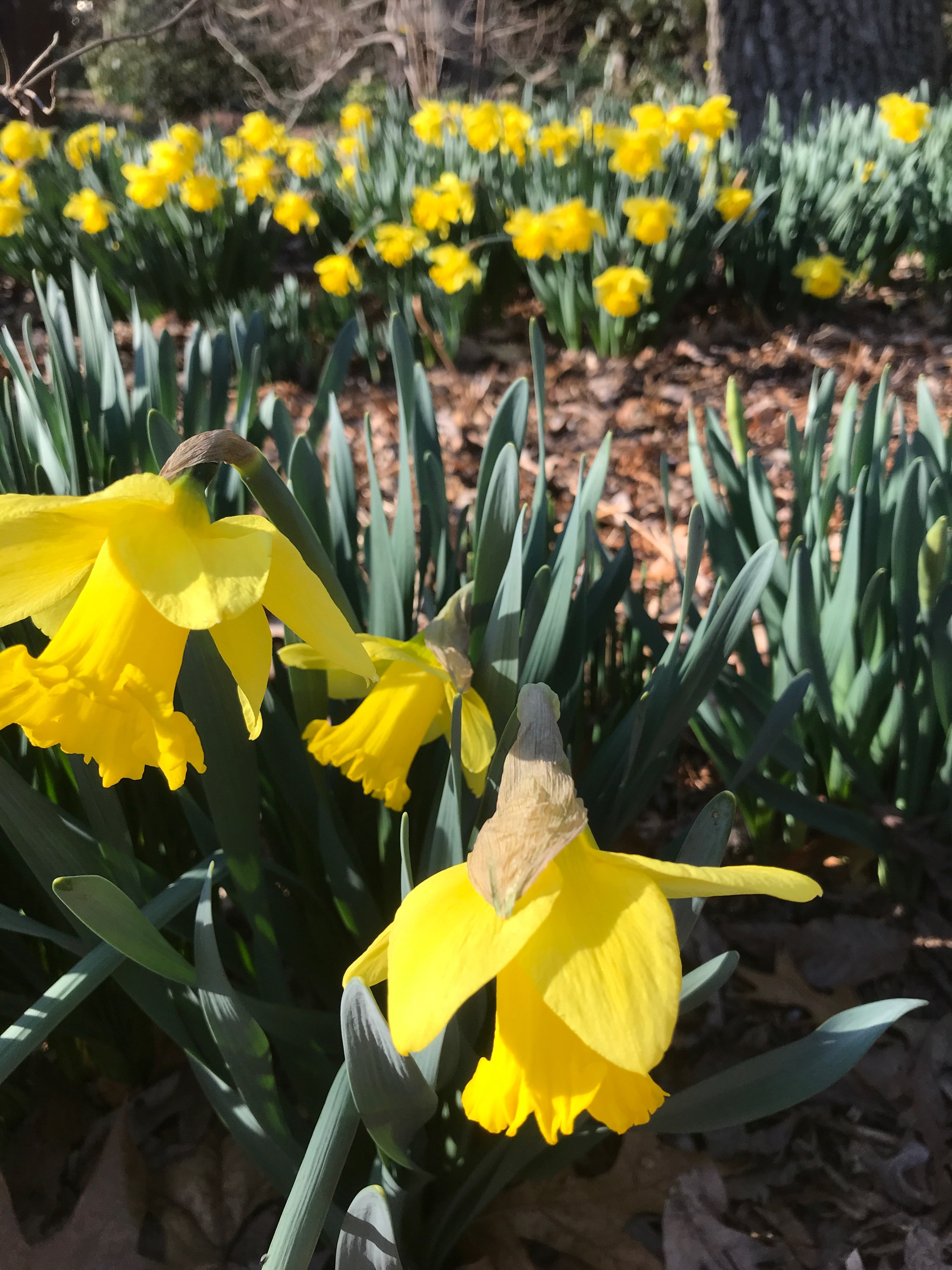 daffodilBrunch image