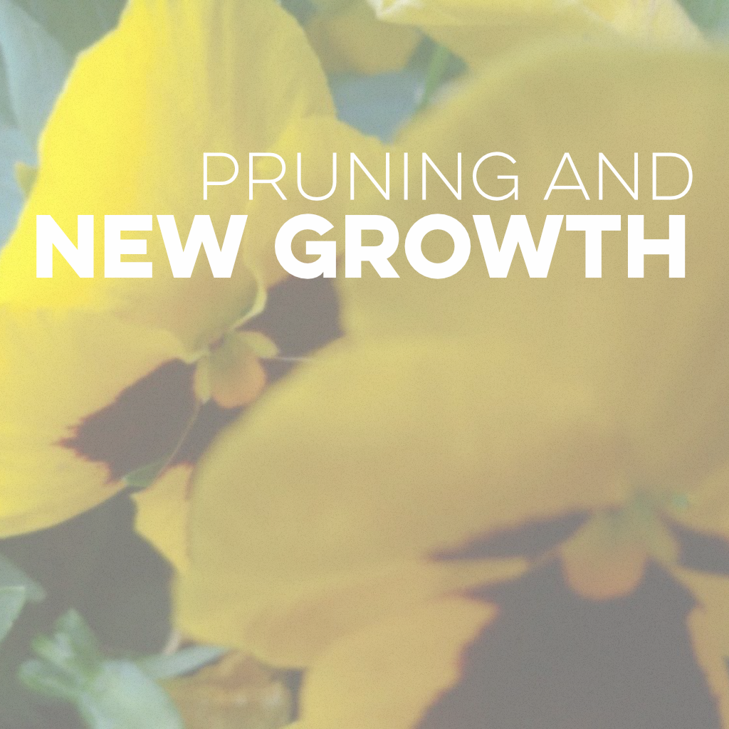 Social Media - Pruning & New Growth