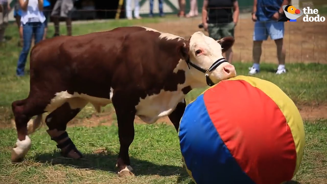 cow playing ball