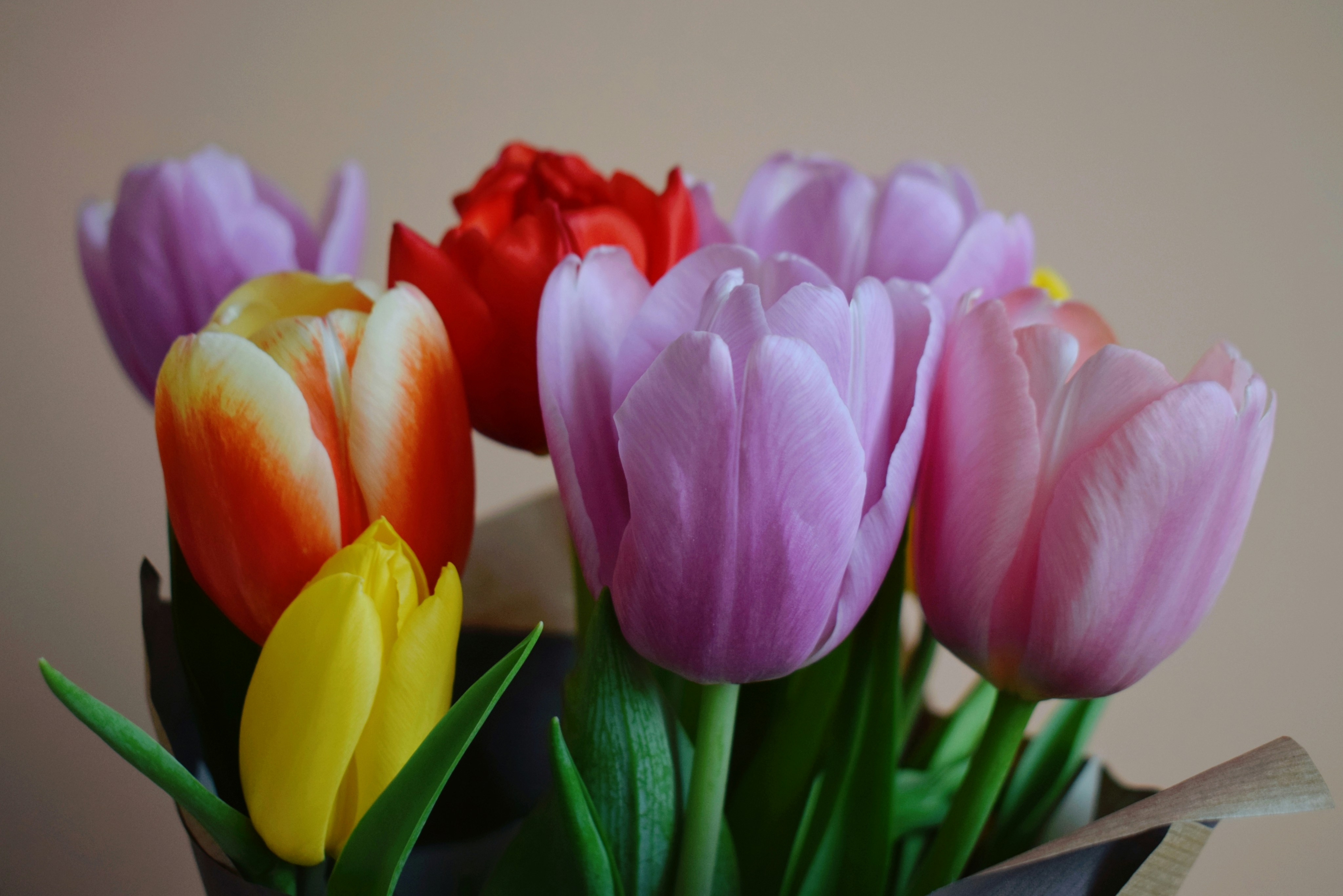 aurora-fox-ZGGDUcFaqt4-unsplash image