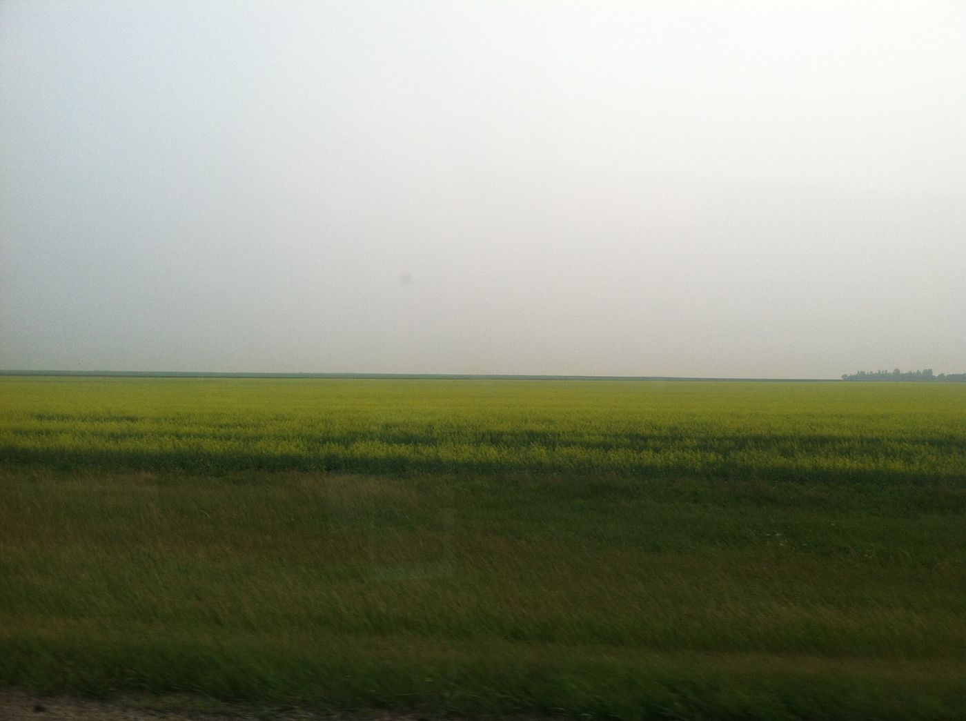 Canola